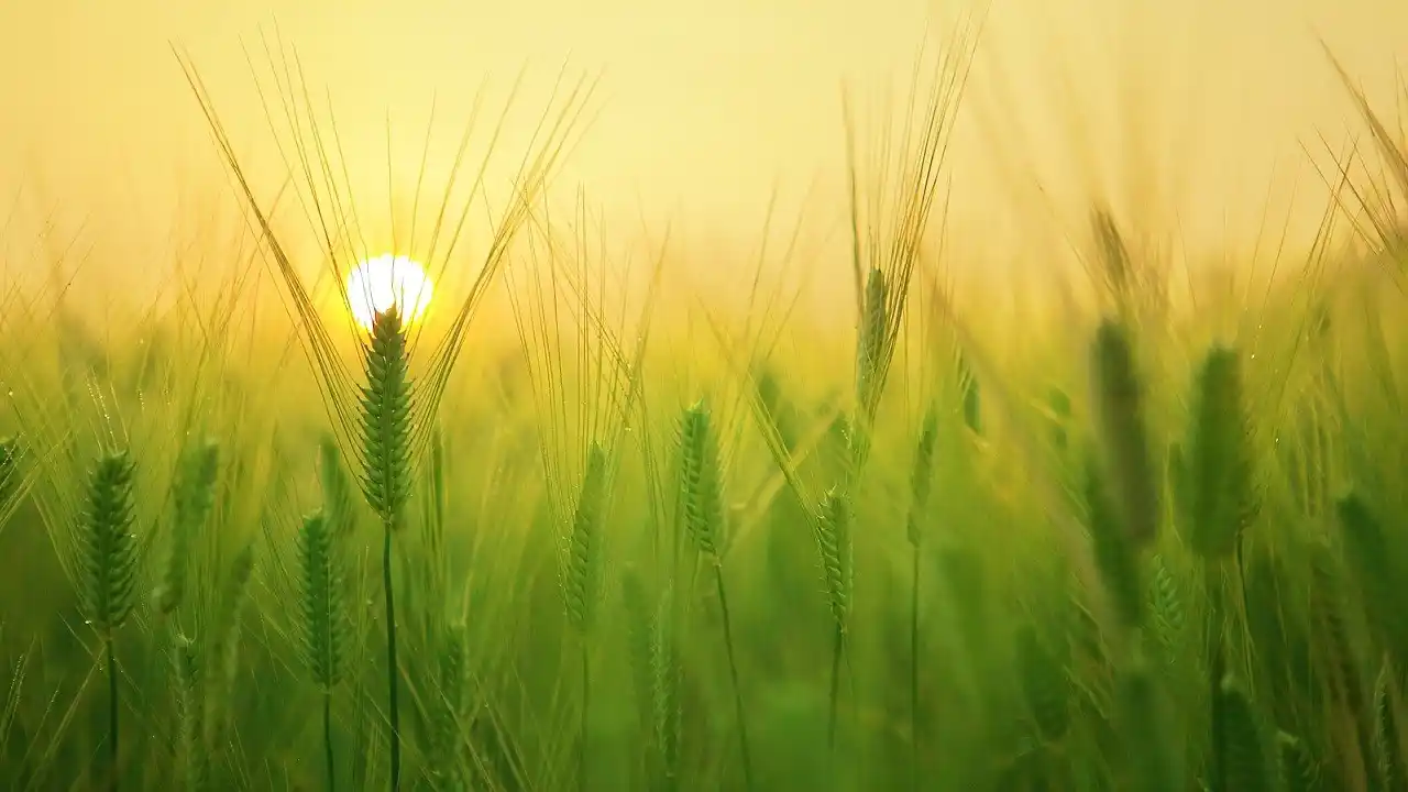 Agribusiness-Agribusiness-Meaning-Examples-Features-Benefits-Advantages-Disadvantages